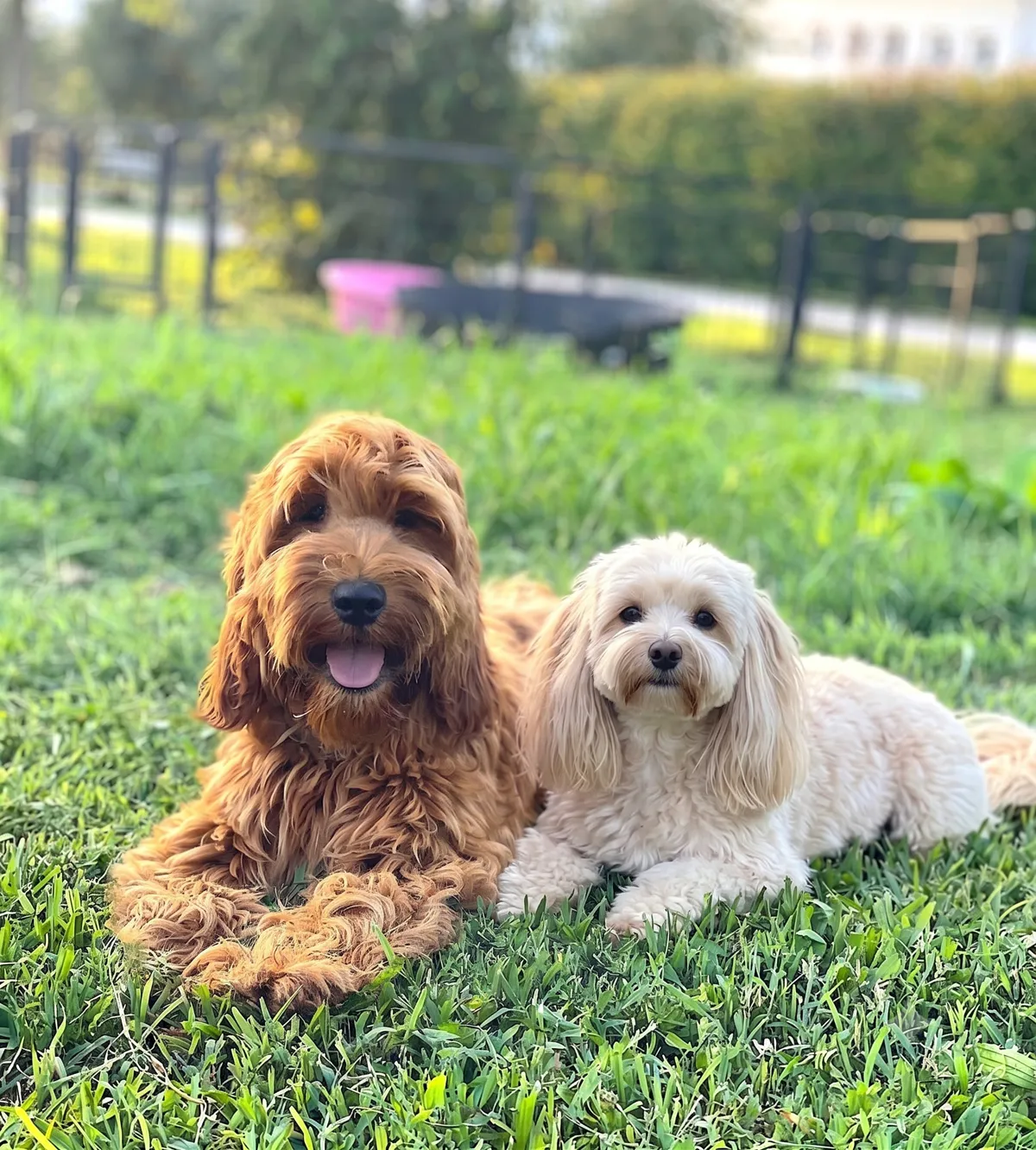 Maltipoo