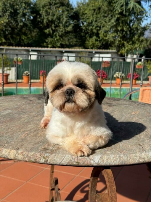 Shih Tzu