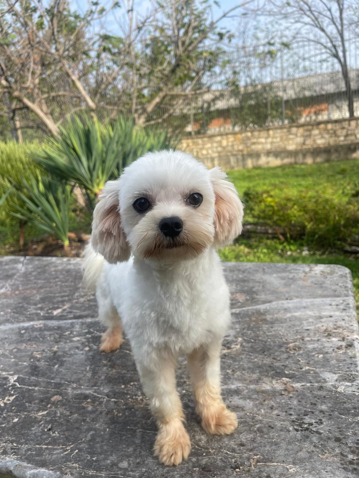 Franz Joseph, Maltese