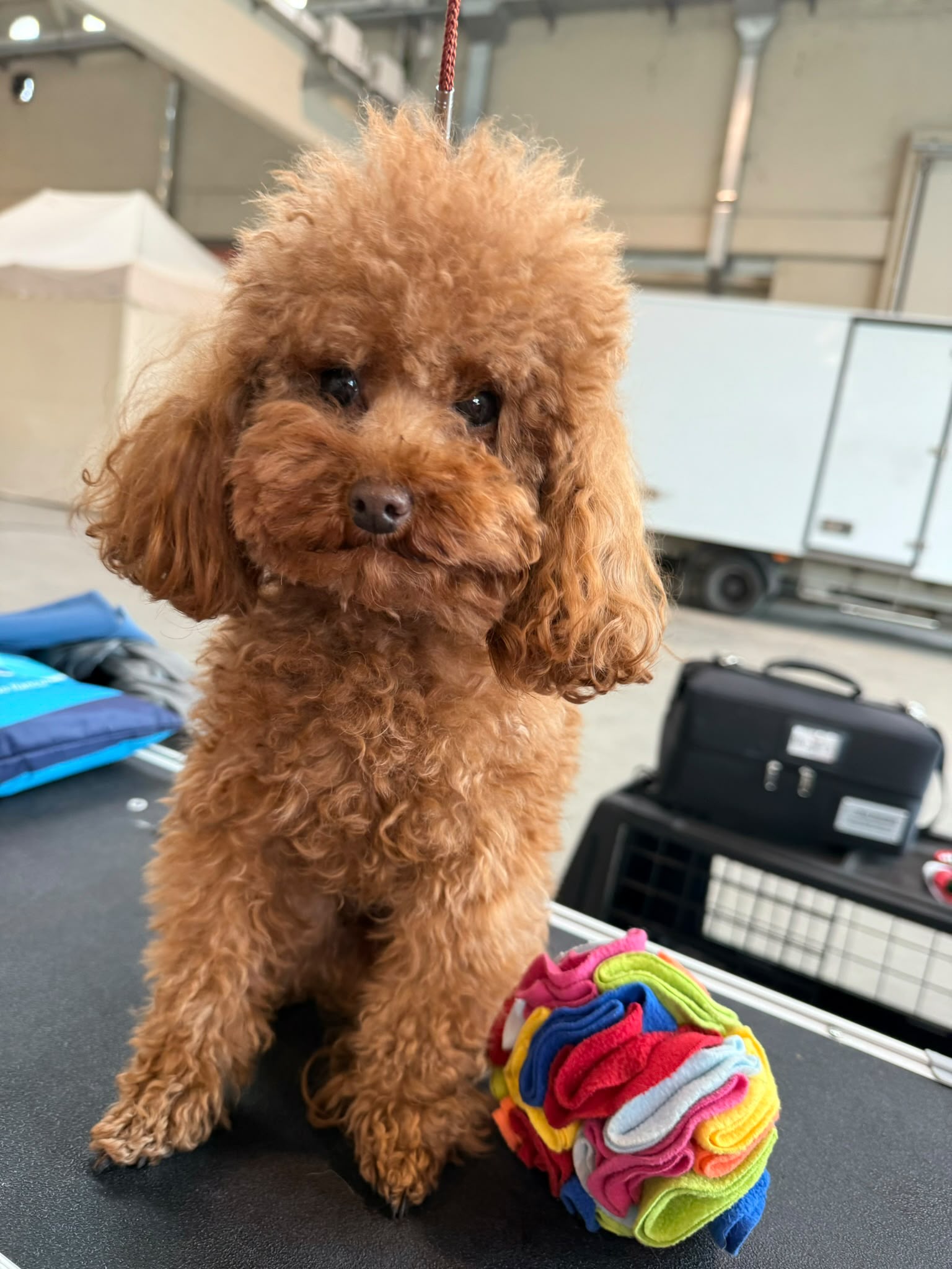 Poppy, Barbone Toy