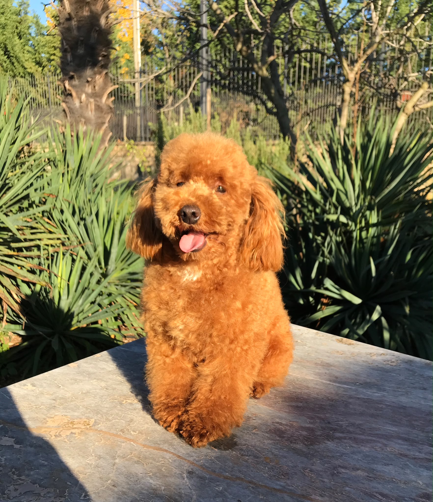 Sole, Barbone Toy