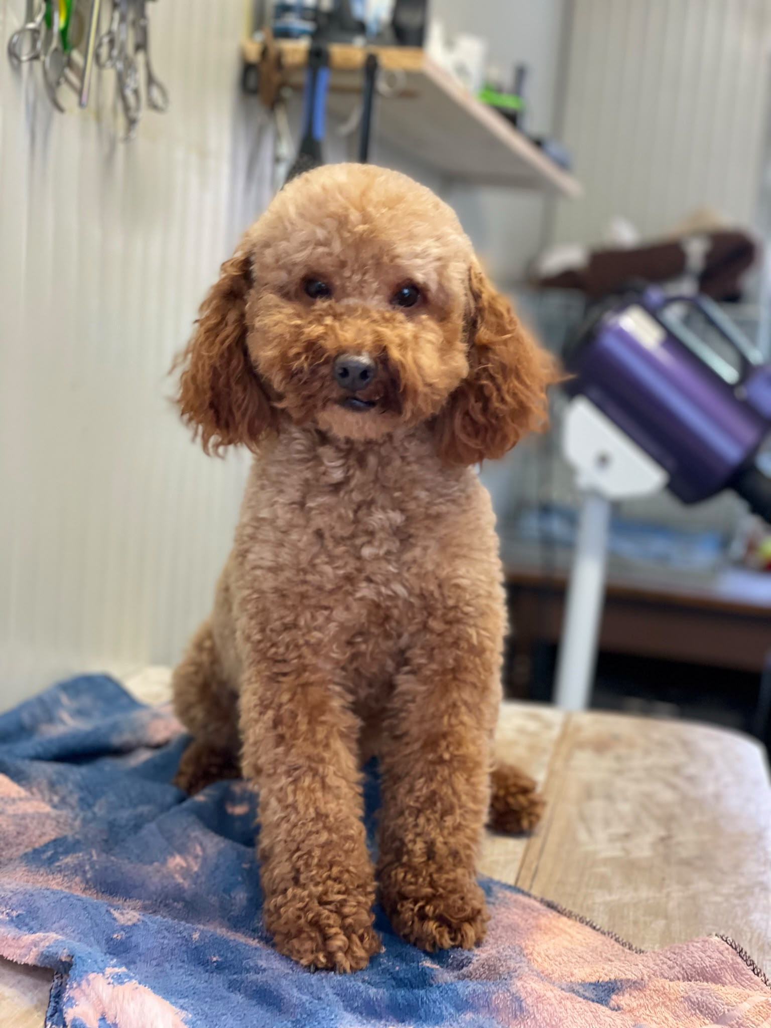 Ully, Barbone Nano