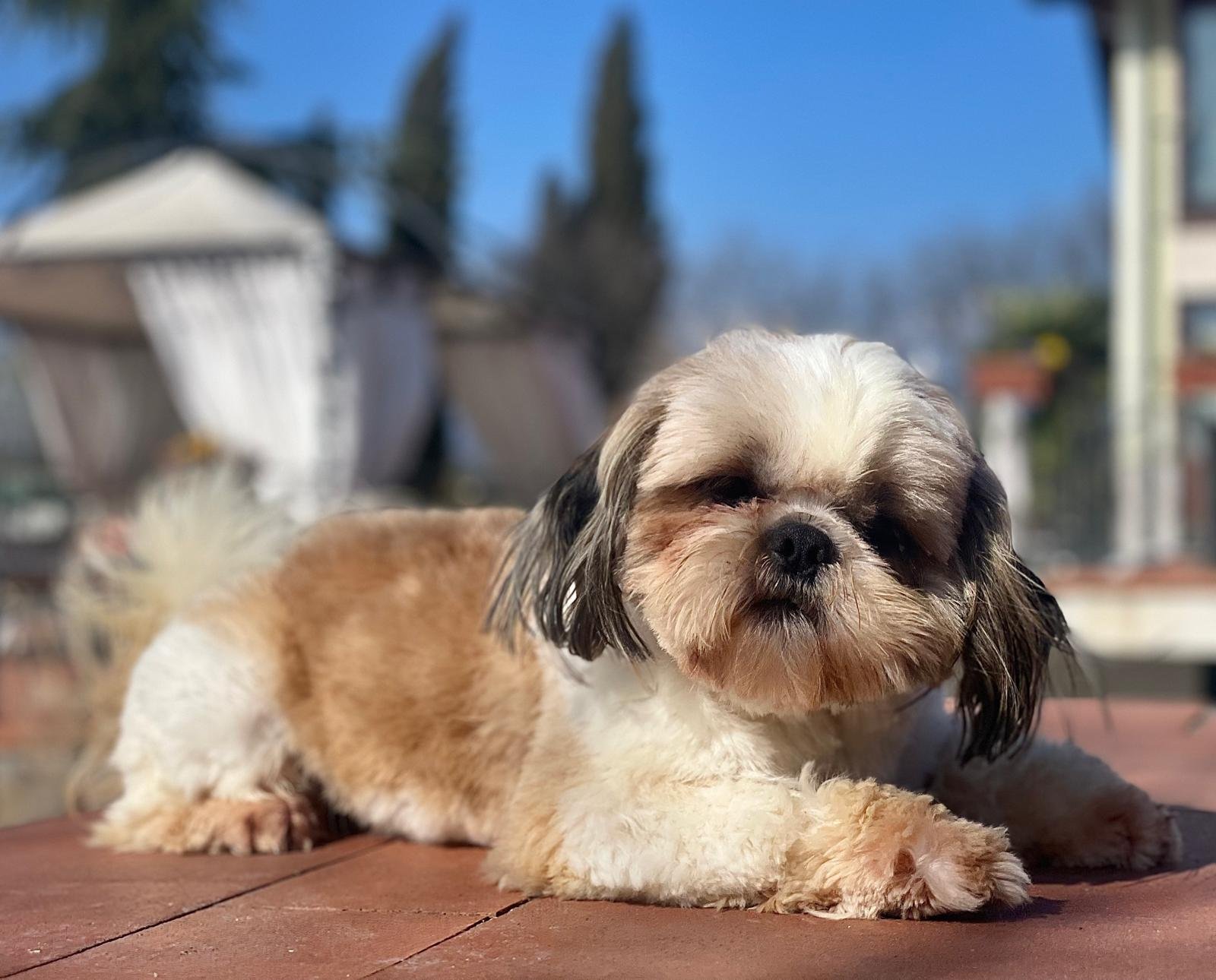 Ulysses, Shih Tzu