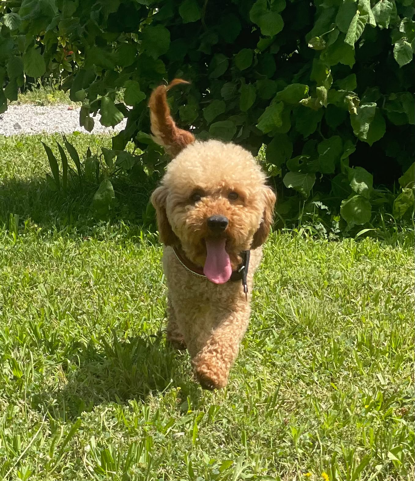 Xavier, Barbone Nano