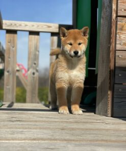 Shiba Inu