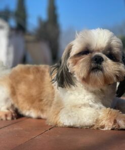 Shih Tzu