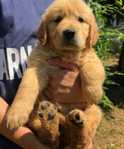 Golden Retriever